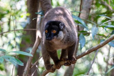 Turuncu gözlü şirin kahverengi lemur (Eulemur fulvus). Doğal yaşam alanındaki ağaç gövdesinde nesli tükenmekte olan endemik hayvan, Reserve Peyrieras Madagaskar Egzotik, Madagaskar vahşi yaşam hayvanı.