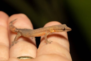 Madagaskar pençesiz kertenkele (Ebenavia inunguis) genç, endemik küçük gece türleri, Ranomafana Ulusal Parkı, Madagaskar vahşi yaşam hayvanı