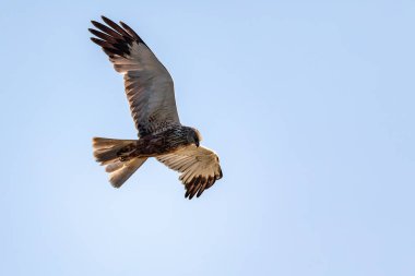 Marsh Harrier, Circus aeruginosus Mavi gökyüzünde uçuyor ve avlanıyor Çek Cumhuriyeti, Avrupa 'da Yırtıcı Kuşlar
