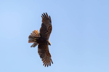 Marsh Harrier, Circus aeruginosus Mavi gökyüzünde uçuyor ve avlanıyor Çek Cumhuriyeti, Avrupa 'da Yırtıcı Kuşlar