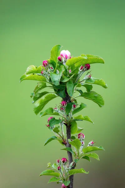 背景がぼやけた柔らかいピンクのリンゴの花 畑の浅い深さ マクロ — ストック写真