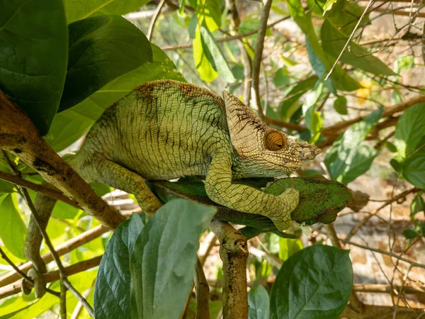 Parson Chameleon Calumma Parsonii 是一种大型的地方特有的变色龙 生活在柴胡科 Chamaeleonidae 雄性爬树 Peyrieras马达加斯加野生动物保护区 — 图库照片