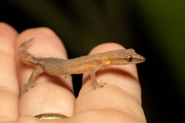 Madagaskar Krallenloser Gecko Ebenavia Inunguis Juvenil Endemische Kleine Nachtaktive Eidechsenarten — Stockfoto