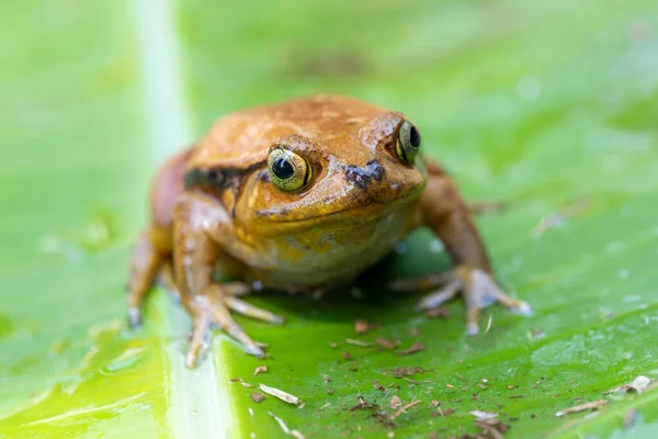 Dyscophus Guineti False Tomato Frog Sambava Tomato Frog Species Frog — Stock Photo, Image