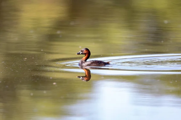 Lindo Pequeño Pájaro Acuático Little Grebe Tachybaptus Ruficollis Nadando Río — Foto de Stock