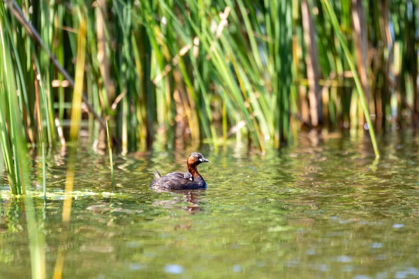 可爱的小水鸟小Grebe背着小鸡 Tachybaptus Ruficollis 在河里游泳寻找食物 — 图库照片