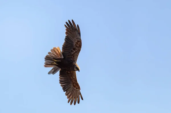 Marsh Harrier Circus Aeruginosus Flying Hunting Blue Sky Birds Prey — Foto Stock