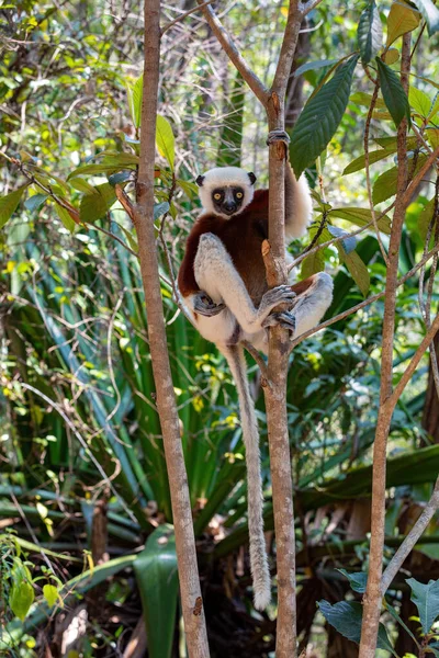 Sifaka Lemur Bela Coquerel Propithecus Coquereli Animais Endémicos Perigo Sentados — Fotografia de Stock