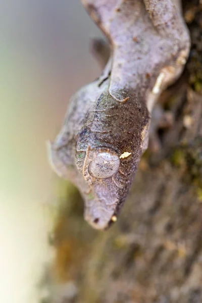 Uroplatus Phantasticus Satanic Leaf Tailed Gecko Eyelash Leaf Tailed Gecko — Fotografia de Stock