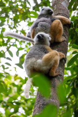 Colorful Diademed Sifaka lemur, (Propithecus diadema) Endangered endemic animal on tree in rain forest, Andasibe-Mantadia National Park- Analamazaotra, Madagascar wildlife animal.