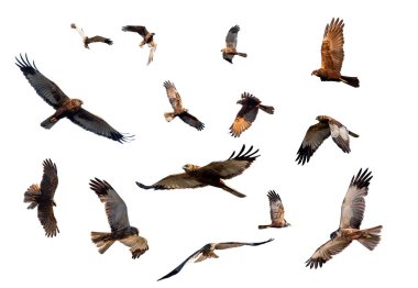 Marsh Harrier, Circus aeruginosus, beyaz arka planda izole edilmiş av türü kuşlar. Çek Cumhuriyeti, Avrupa Vahşi Yaşam