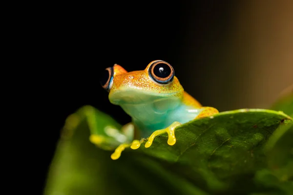 Green Bright Eyed Frog Boophis Viridis Вид Эндемичных Лягушек Семейства — стоковое фото