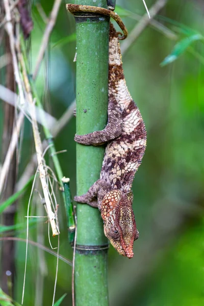 Male Short Horned Chameleon Calumma Brevicorne Climbing Bamboo Endemic Animal — Stock Photo, Image