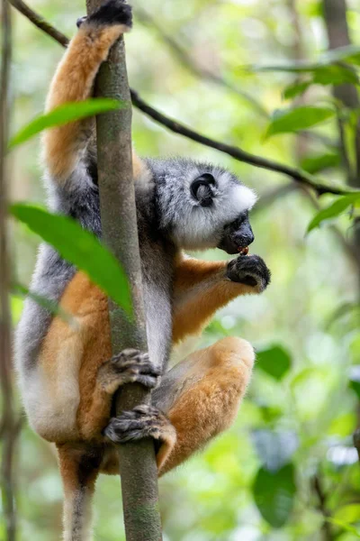 Colorful Diademed Sifaka Lemur Propithecus Diadema Endangered Endemic Animal Tree — Foto de Stock