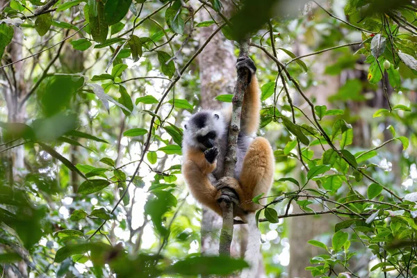 Colorful Diademed Sifaka Lemur Propithecus Diadema Endangered Endemic Animal Tree — Zdjęcie stockowe