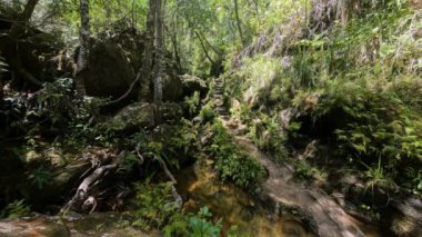 Rain forest stone stairs, pure unattached nature, Isalo national park. Beautiful unattached Madagascar wilderness exotic landscape.