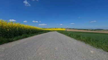 Sarı tecavüz tarlaları etrafında arabayla bahar gezisi. Hareket halindeki araçtaki kameradan kırsal alan. Çek Cumhuriyeti