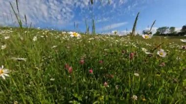 Baharın güzelliği, mavi gökyüzü ve bu çarpıcı papatya tarlası. Çek Cumhuriyeti, Avrupa manzarası