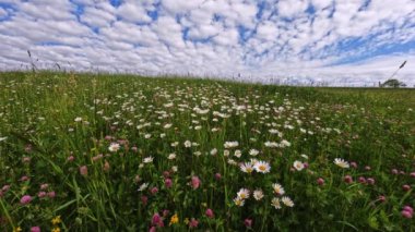 Baharın güzelliği, mavi gökyüzü ve bu çarpıcı papatya tarlası. Çek Cumhuriyeti, Avrupa manzarası