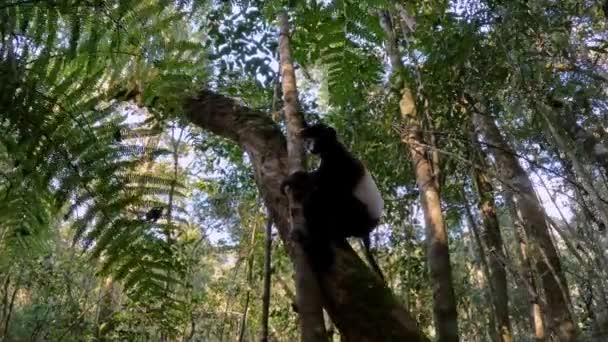 Lemur Con Corpo Nero Sifaka Milne Edwards Propithecus Edwardsi Simpona — Video Stock
