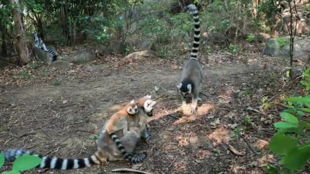 リングテールのレミュール レミュール カッタ 遊び心のある赤ちゃんを持つお母さん アニャ コミュニティ保護区の絶滅危惧種動物 マダガスカルの野生動物 — ストック動画