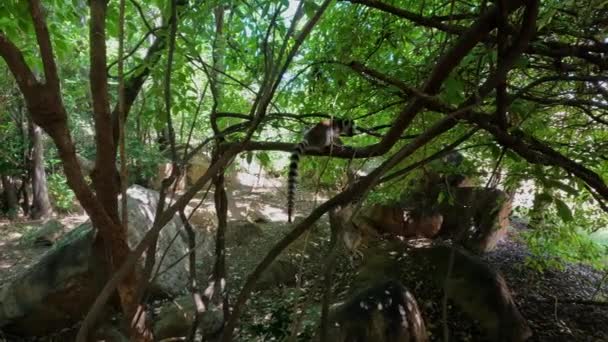Ringstaartmaki Lemur Catta Moeder Met Speelse Baby Bedreigd Endemisch Dier — Stockvideo