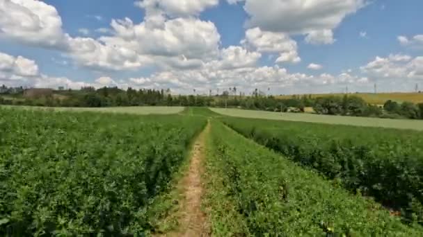チェコ共和国 ヨーロッパの風景の緑の農業フィールドを介してオートバイに乗る — ストック動画