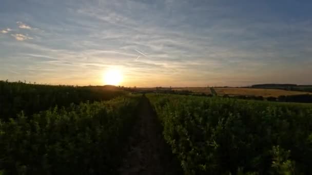 Motorfiets Zonsondergang Rijden Door Een Groen Landbouwgebied Tsjechië Europa Landschap — Stockvideo