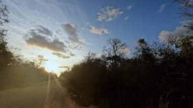 Madagaskar 'da gün batımında Kirindy' den Kivalo 'ya giden Baobab ağaçlarının yanından geçen manzaralı bir araba.
