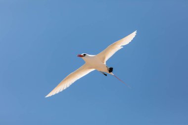 Kırmızı kuyruklu tropik kuş (Phaethon rubricauda) havada. Hint ve Pasifik Okyanuslarının tropikal bölgelerine özgü bir deniz kuşu. Meraklı ve adasında mavi gökyüzüne uçan kuş. Madagaskar vahşi yaşam hayvanı.