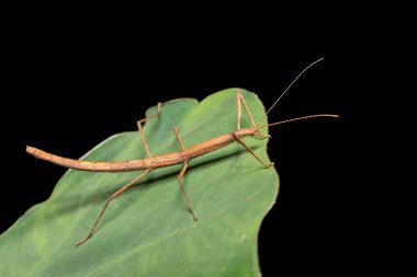 Pembe kanatlı sopa çekirgesi veya Madagaskar sopa çekirgesi (Sipyloidea sipylus), Sipyloidea familyasından bir phasmid böcek türü. Analamazaotra Ulusal Parkı. Madagaskar vahşi yaşam hayvanı