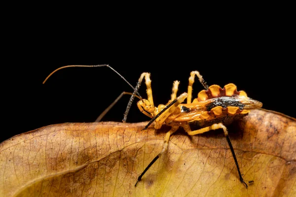 Assassin Bugs Reduviidae Una Gran Familia Cosmopolita Insectos Del Orden — Foto de Stock