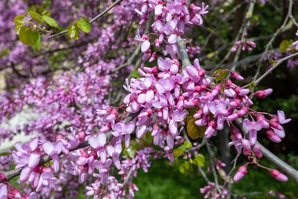 Beautiful Pink Cercis Siliquastrum Tree Blooming Park Sunny Day Cercis — Stock Photo, Image