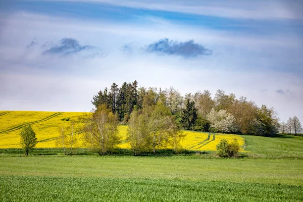 Krásná Jarní Krajina Kvetoucími Třešněmi Zeleným Polem Žlutým Polem Řepkového — Stock fotografie