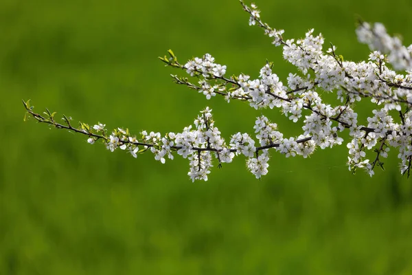 プルナス スピノサ Prunus Spinosa ブラックソーンまたはスローズと呼ばれ バラ科バラ科の開花植物の一種です 春に緑の野に対して白い花の枝プルヌススピノーサ — ストック写真