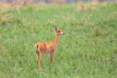 Swayne 'in ötleğeni (Alcelaphus buselaphus swaynei), Senkelle Swayne' in Hartebeest Sığınağı, Etiyopya, Afrika 'da yaşayan soyu tükenmekte olan bir antilop.