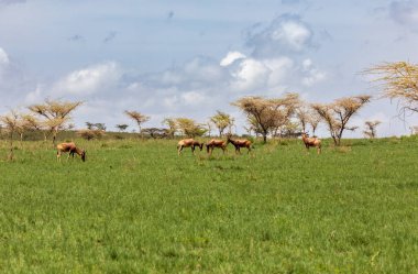 Swayne 'in ötleğeni (Alcelaphus buselaphus swaynei), Senkelle Swayne' in Hartebeest Sığınağı, Etiyopya, Afrika 'da yaşayan soyu tükenmekte olan bir antilop.