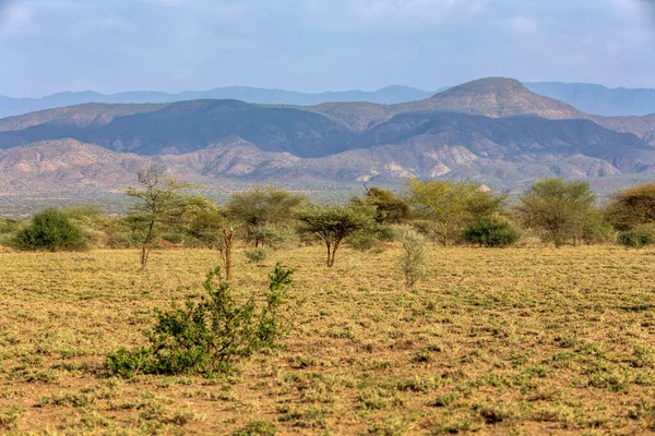 풍경의 전경에는 아카시아 뒤에는 에티오피아 — 스톡 사진