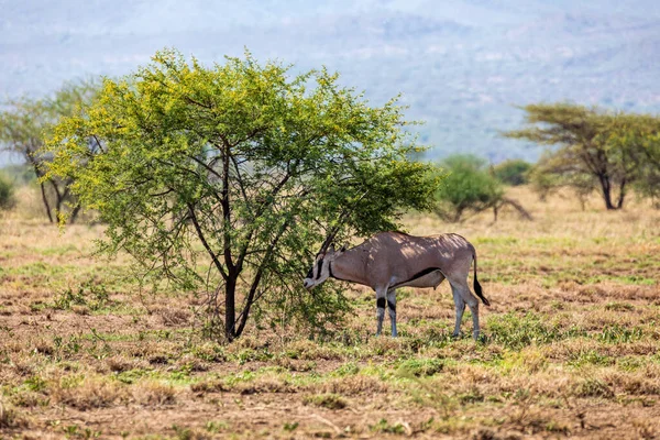東アフリカのオリックス Oryx Beisa 東アフリカの固有種であるビサ Beisa としても知られている 国立公園に指定 エチオピア野生動物 — ストック写真