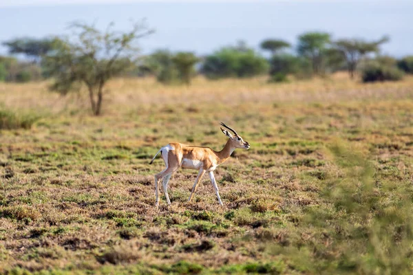 Soemmerring Ceylanı Nanger Soemmerringii Afrika Boynuzu Özgü Bir Ceylan Türüdür — Stok fotoğraf