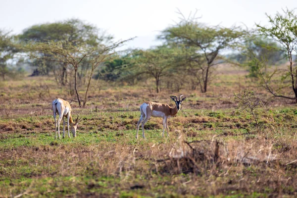 Soemmerring Gazelle Nanger Soemmerringii Also Known Abyssinian Mohr Gazelle Species — Stock Photo, Image