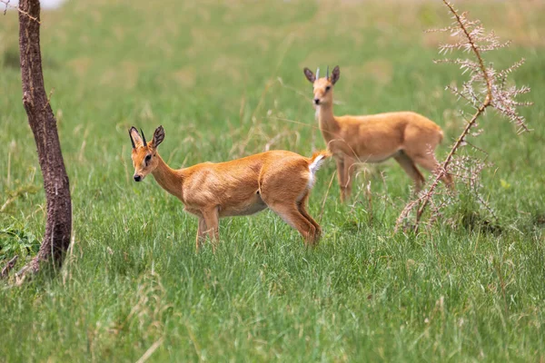 Oribi Ourebia Ourebi Gallarum Endemická Malá Antilopa Nalezená Východní Jižní — Stock fotografie