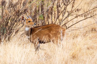 Nadir bulunan Menelik bushbuck 'ın dişisi, Simien dağlarında, Etiyopya' da, Afrika 'da, vahşi yaşam