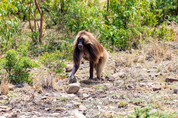 Alpha male of Gelada (Theropithecus gelada), sometimes called the bleeding-heart monkey or the gelada baboon. Debre Libanos, Simien Mountains, Africa Ethiopia wildlife