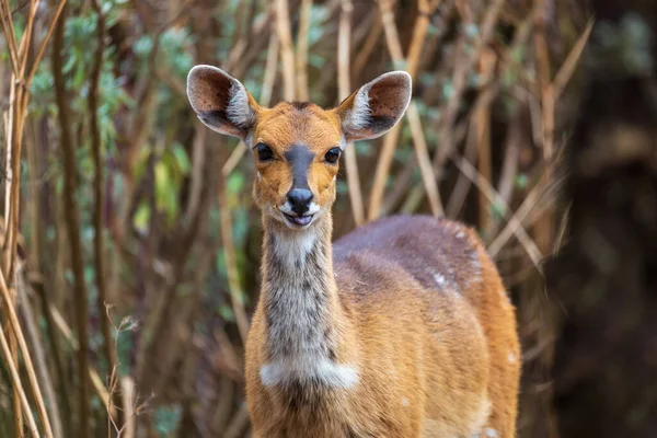 在埃塞俄比亚西米安山区的非洲野生生物中 罕见的梅内利克山巴狗的雌性 是当地特有的野生生物 — 图库照片
