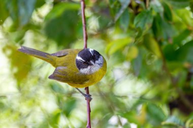 Sooty-capped bush tanager (Chlorospingus pileatus) perched on branch in the rainforests. San Gerardo de Dota, Wildlife and birdwatching in Costa Rica. clipart