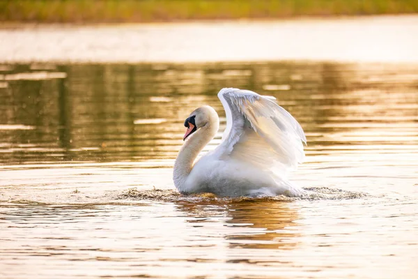 Wildvogel Höckerschwan Cygnus Olor Männchen Frühling Auf Teich Mit Abendsonnenreflexion — Stockfoto