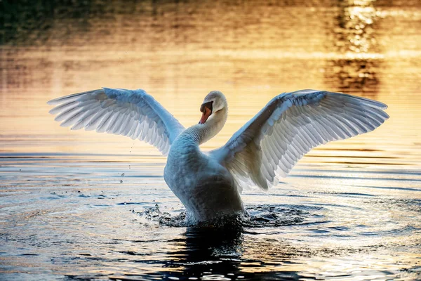 Cisne Mudo Pájaro Salvaje Cygnus Olor Macho Posición Defensa Primavera — Foto de Stock