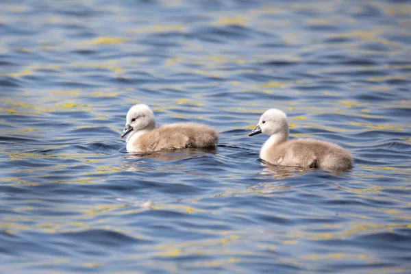 今年春天 在捷克共和国的欧洲野生动物池塘里 一只不会说话的天鹅 天鹅绒色 的小鸡在游泳 — 图库照片