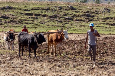 GORFO, ETHIOPIA, APRIL 19.2019, Meçhul Etiyopyalı çiftçi inekler tarafından 19 Nisan 'da çekilen geleneksel ilkel ahşap sabanla bir tarla işliyor. 2019 Oromia Bölgesi, Etiyopya